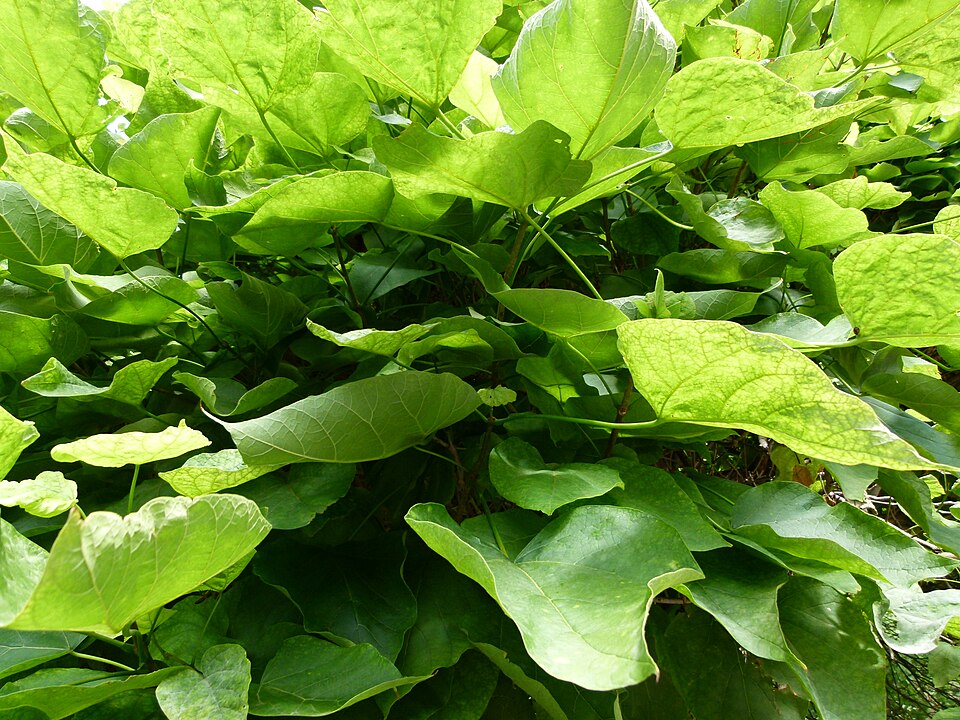 Catalpa bignonioides 'Nana' (Umbrella Catalpa) (alternate view 4)