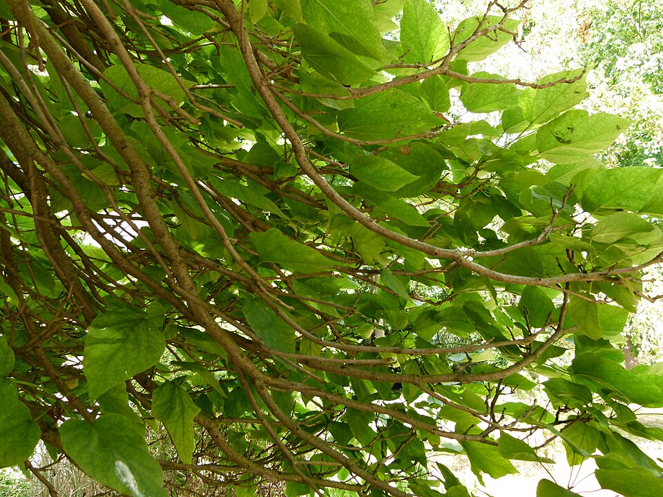 Catalpa bignonioides 'Nana' (Umbrella Catalpa) (alternate view 5)