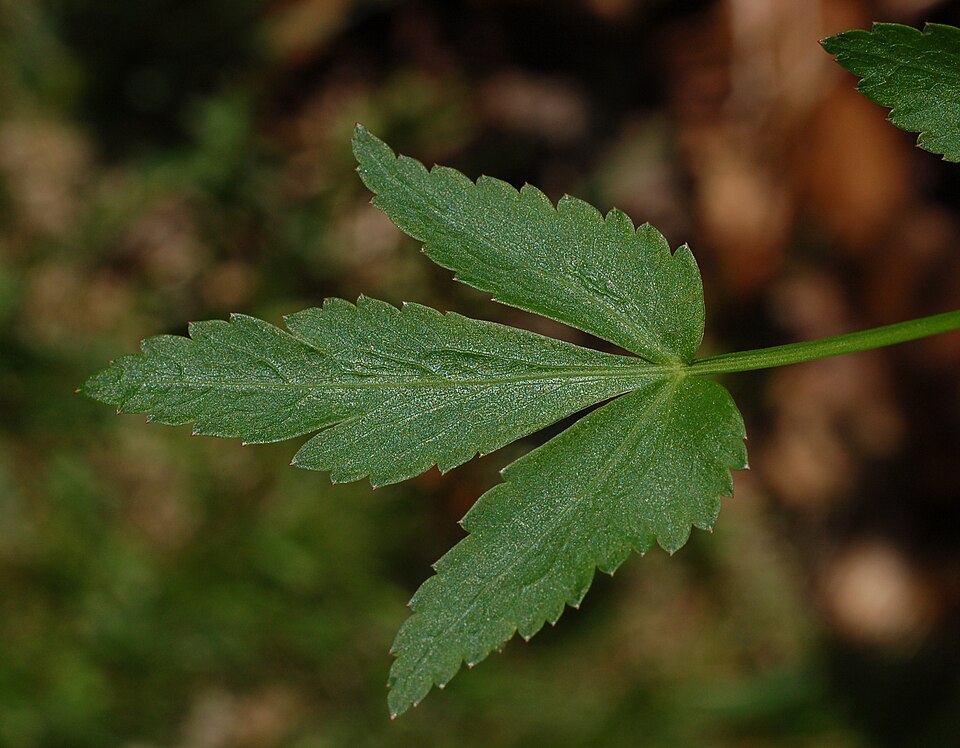 Zizia aurea (Golden Alexanders) (alternate view 6)