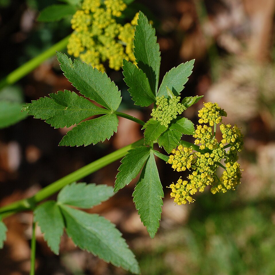 Zizia aurea (Golden Alexanders) (alternate view 7)
