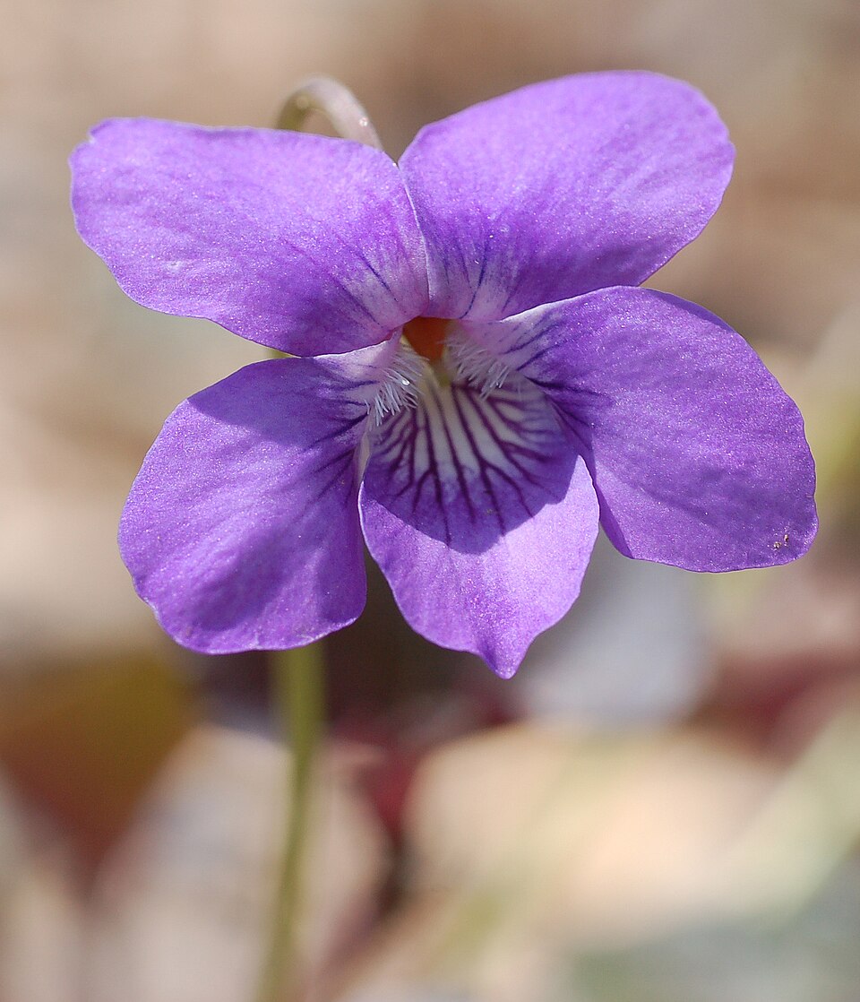 Viola labradorica (Labrador violet) (alternate view 4)