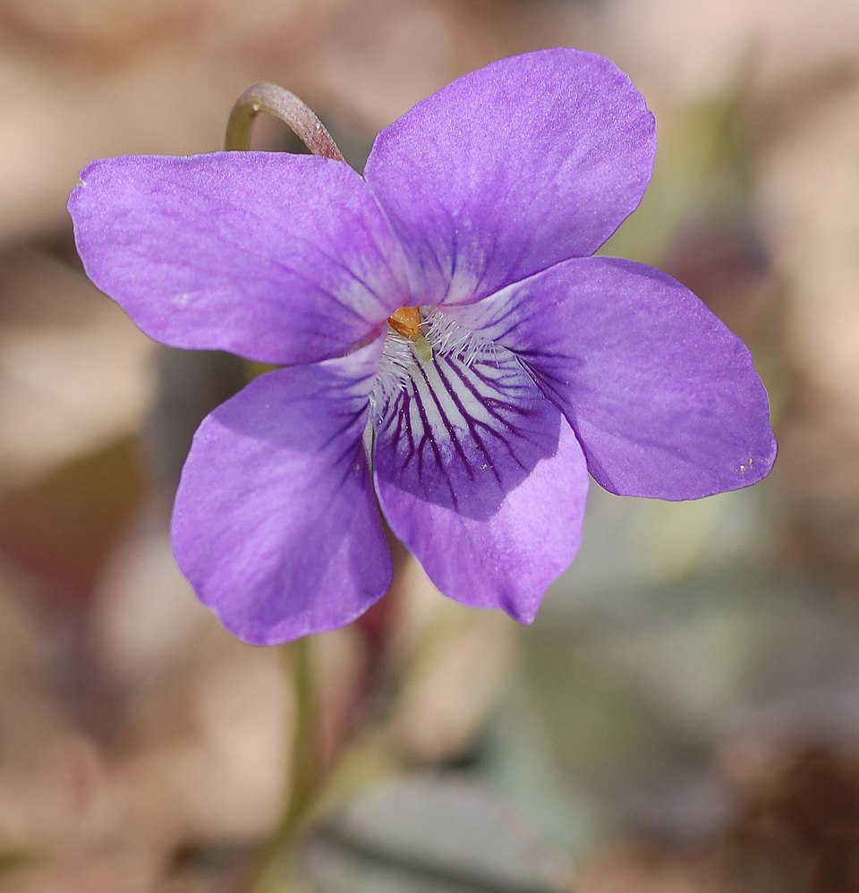 Viola labradorica (Labrador violet) (alternate view 5)