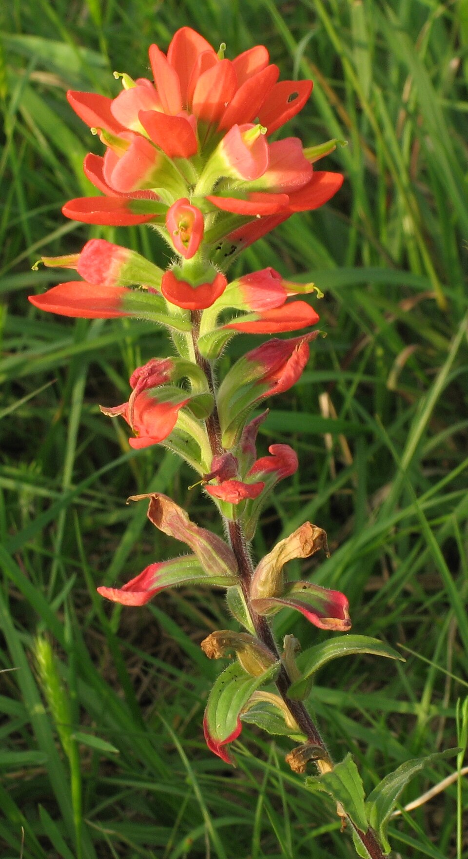 Castilleja indivisa (Texas Paintbrush)