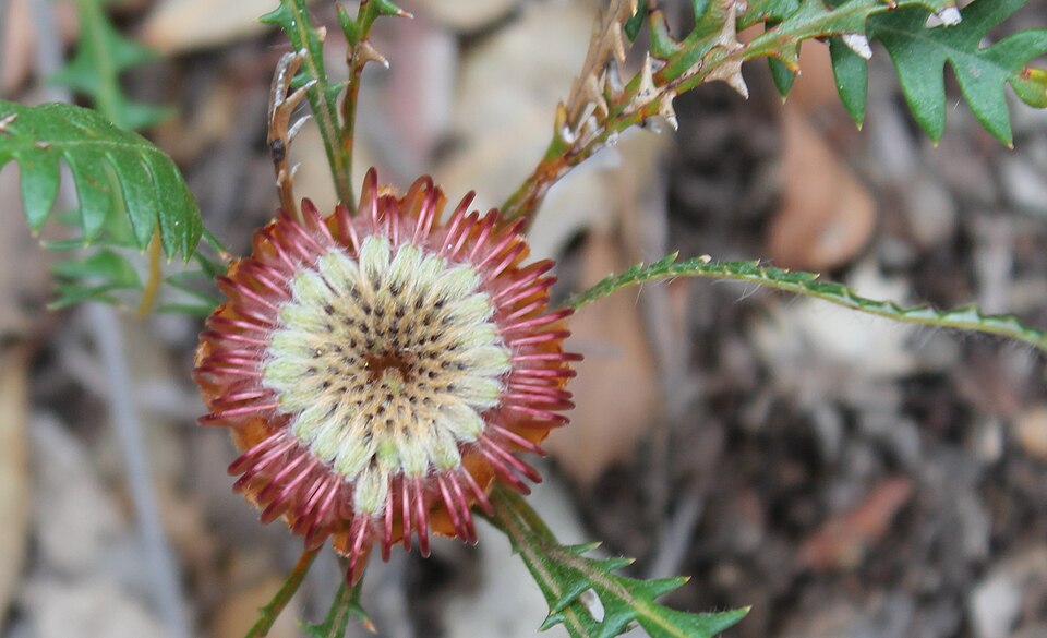 Banksia dallanneyi (couch honeypot) (alternate view 10)