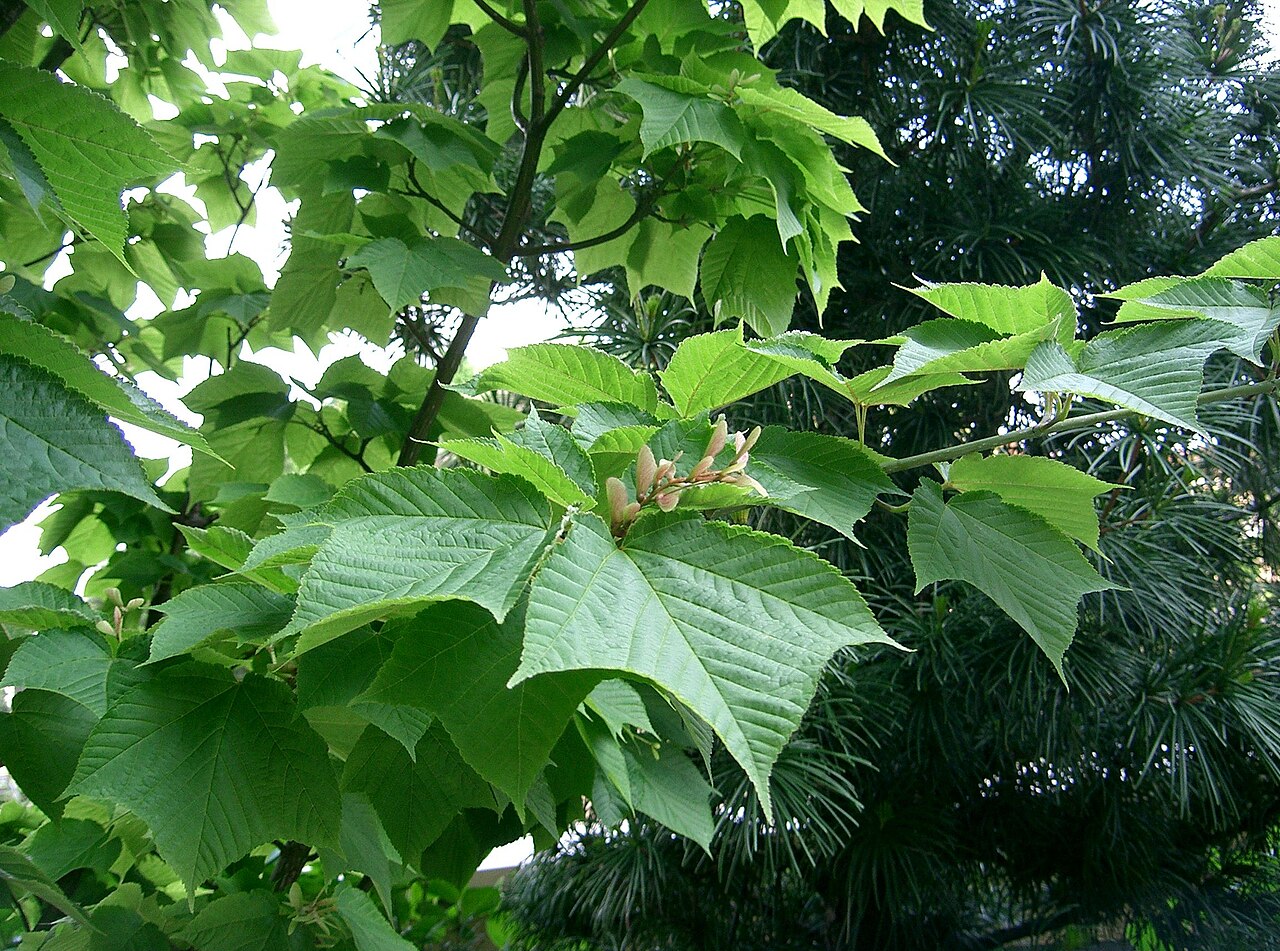 Acer rufinerve, Redvein maple — upright deciduous (Sapindaceae) (image 6 of 10)