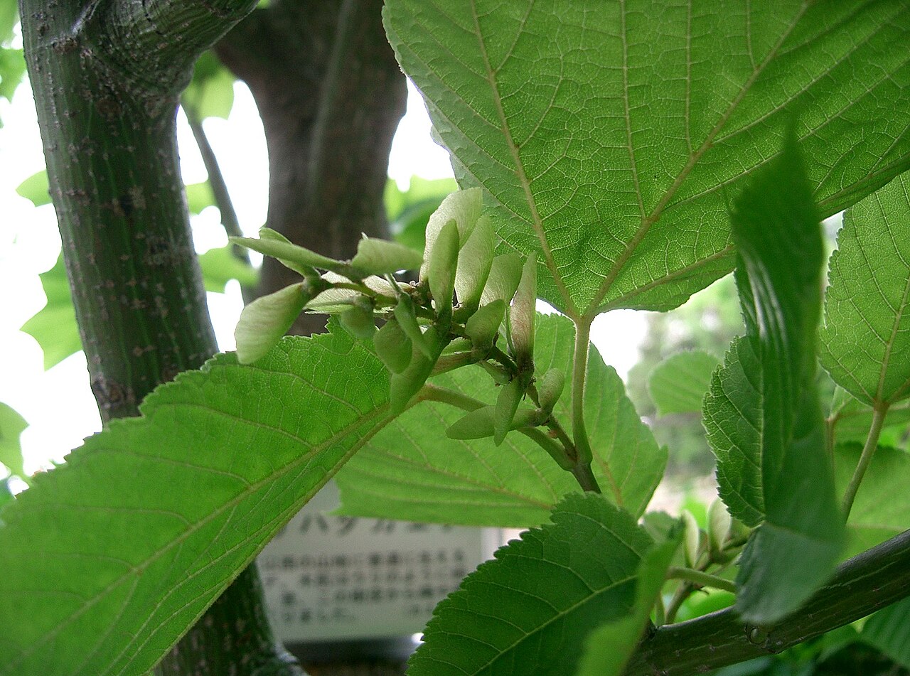 Acer rufinerve, Redvein maple — upright deciduous (Sapindaceae) (image 7 of 10)