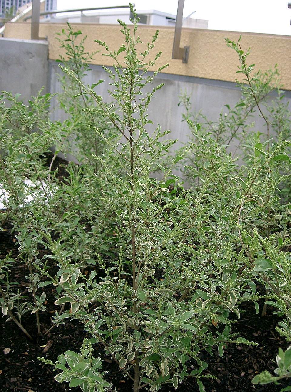 Ligustrum sinense 'Variegatum' (Variegated Privet)