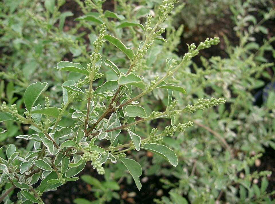 Ligustrum sinense 'Variegatum' (Variegated Privet) (alternate view 2)
