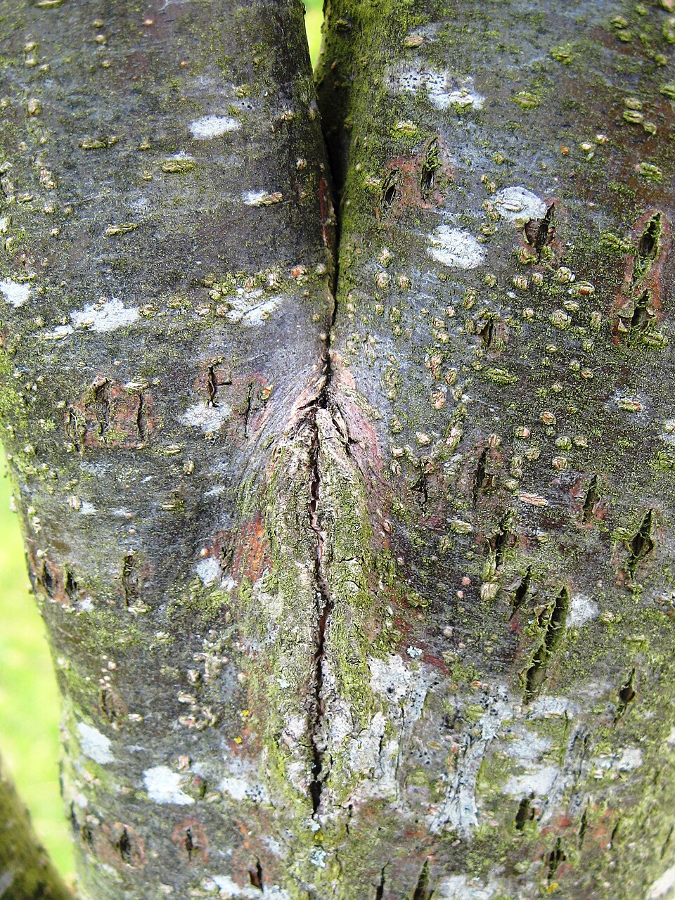 Ulmus americana 'Princeton' (Princeton American Elm Tree) (alternate view 3)