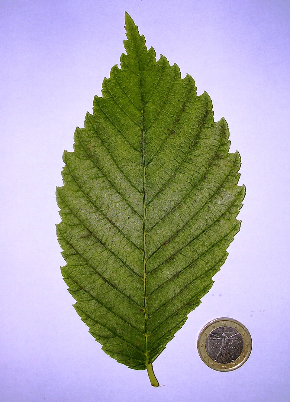 Ulmus americana 'Princeton' (Princeton American Elm Tree) (alternate view 4)