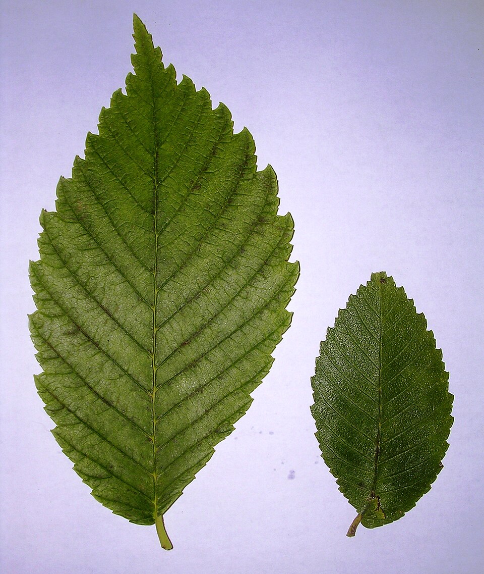 Ulmus americana 'Princeton' (Princeton American Elm Tree) (alternate view 5)