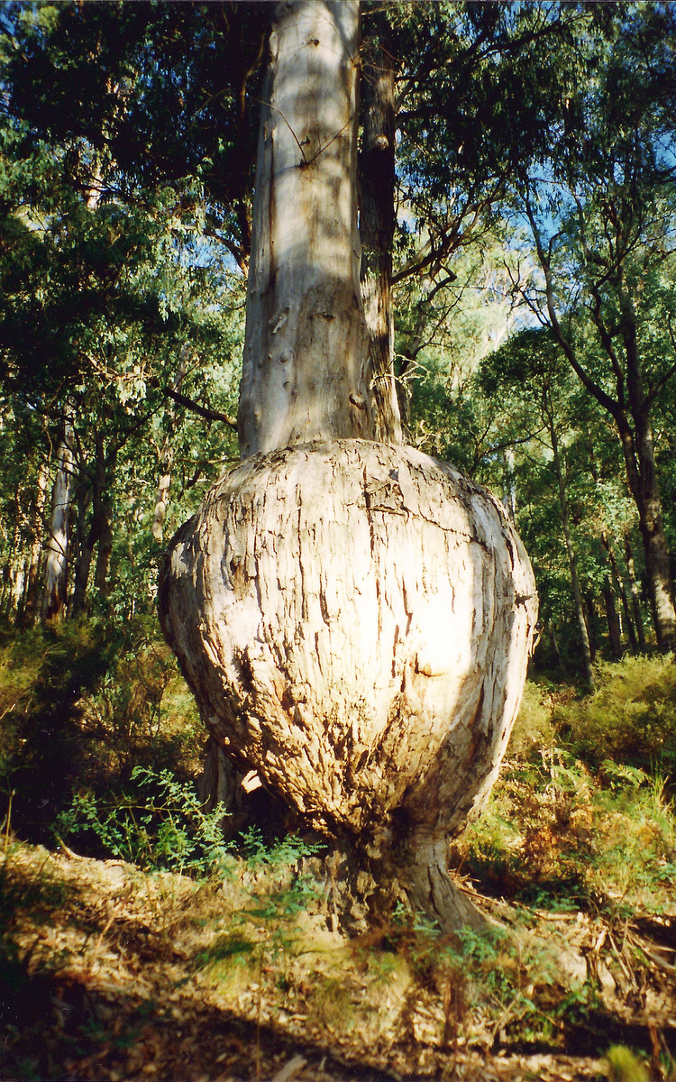 Eucalyptus cypellocarpa (mountain grey gum) (alternate view 8)
