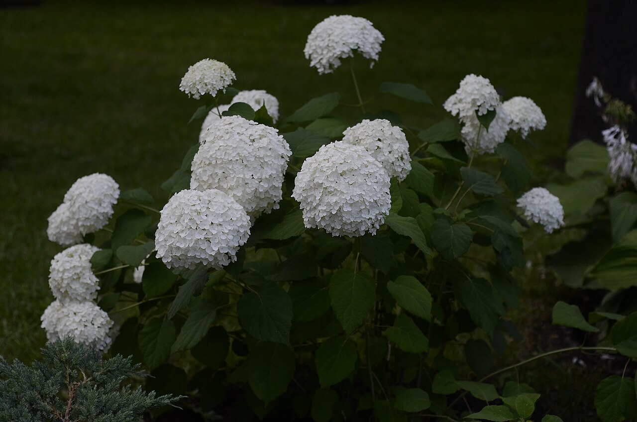 Hydrangea arborescens, Smooth hydrangea — mounding deciduous (Hydrangeaceae) (image 7 of 10)