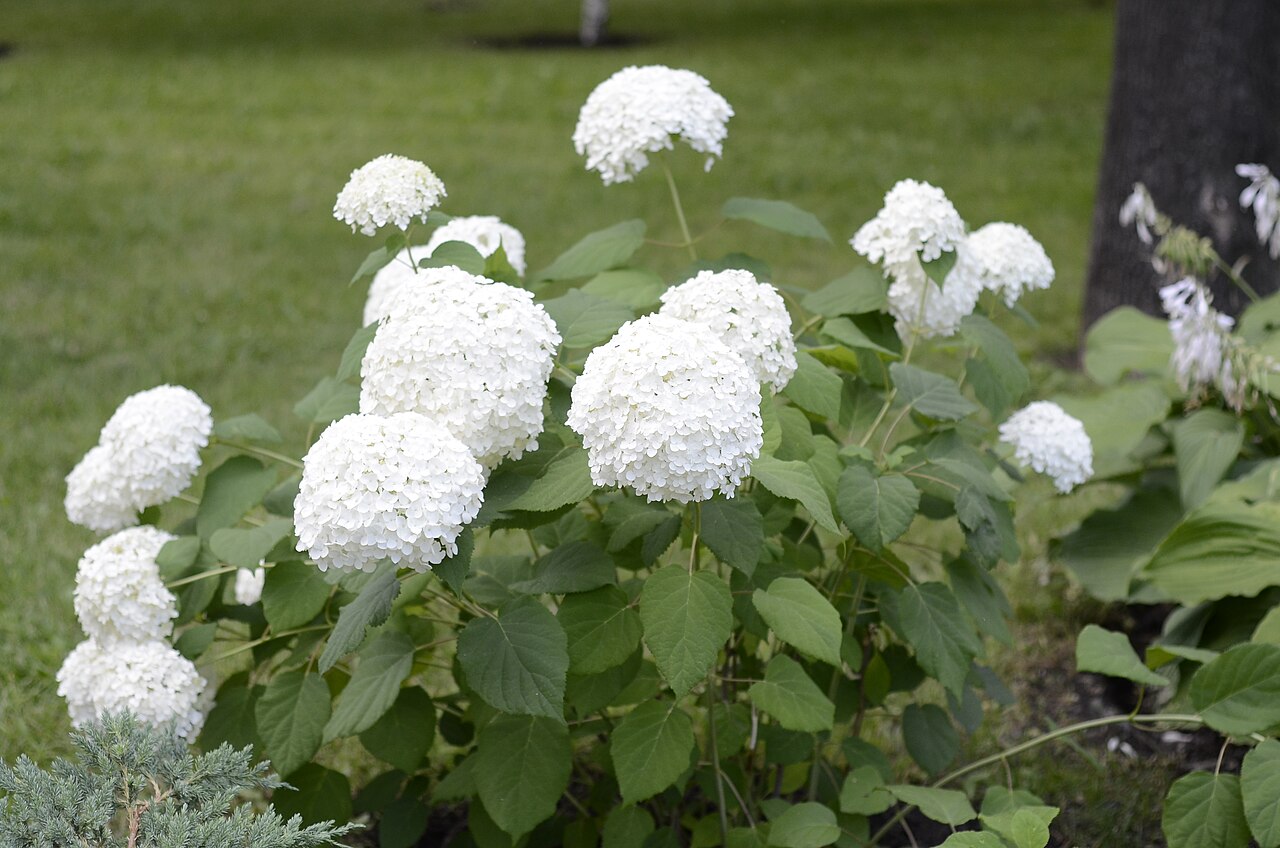 Hydrangea arborescens, Smooth hydrangea — mounding deciduous (Hydrangeaceae) (image 8 of 10)