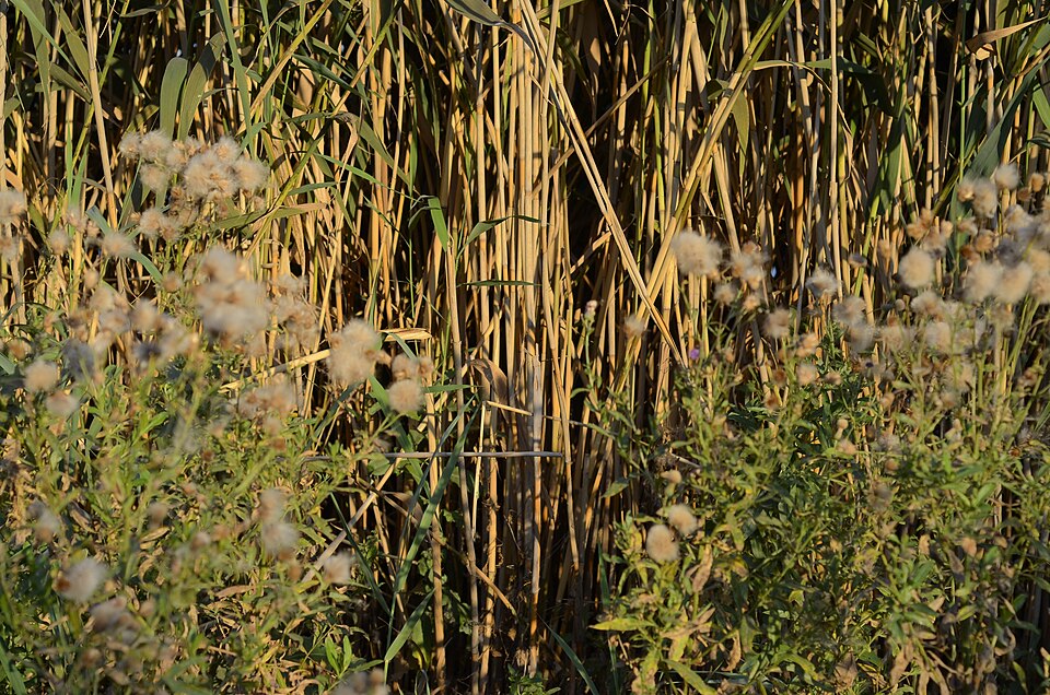Cirsium arvense (Canada thistle) (alternate view 9)