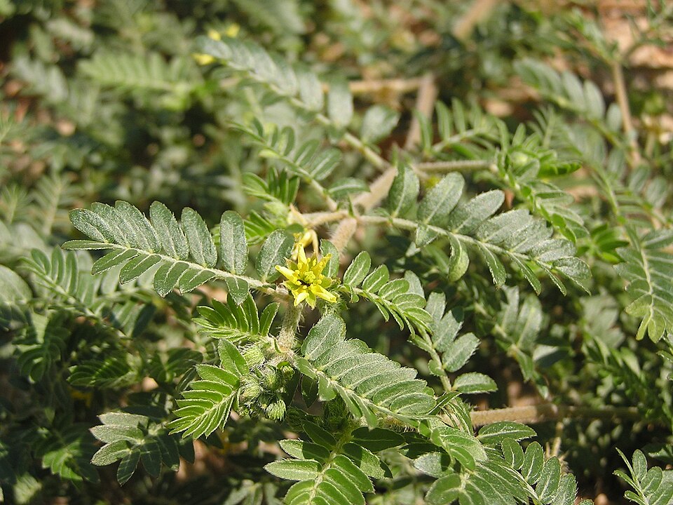 Tribulus (Devil Thorns) (alternate view 3)