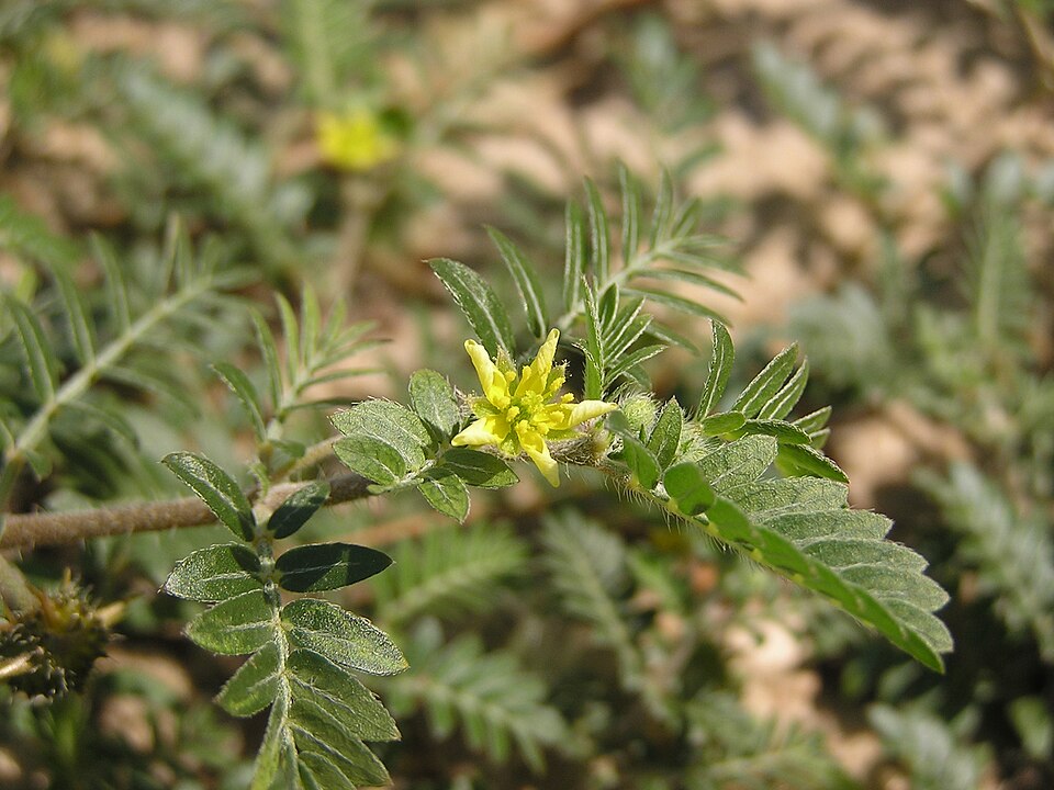 Tribulus (Devil Thorns) (alternate view 4)