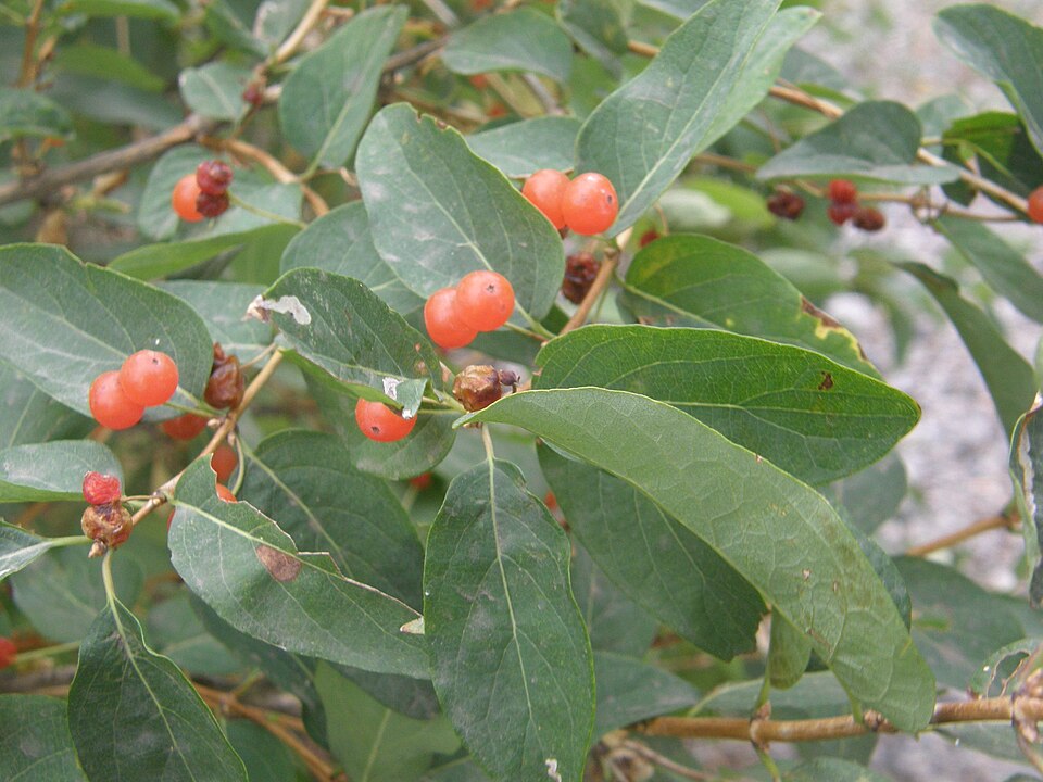 Lonicera tatarica (Tatarian honeysuckle)