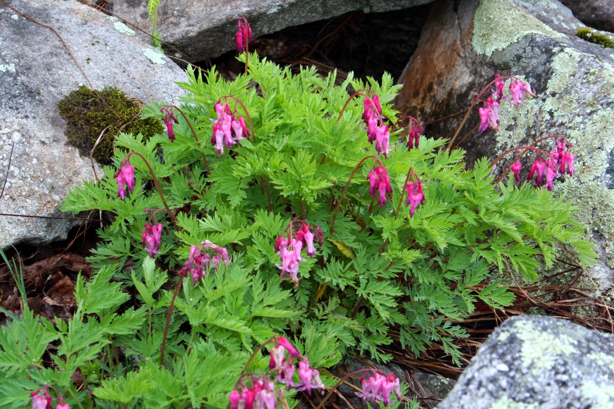 Dicentra eximia, Fringed bleeding heart — mounding deciduous (Papaveraceae) (image 6 of 10)