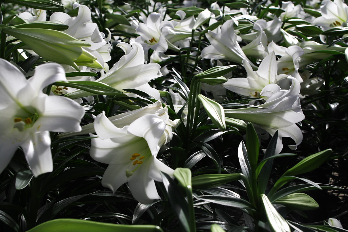Lilium longiflorum, Easter lily — upright (Liliaceae) (image 5 of 8)