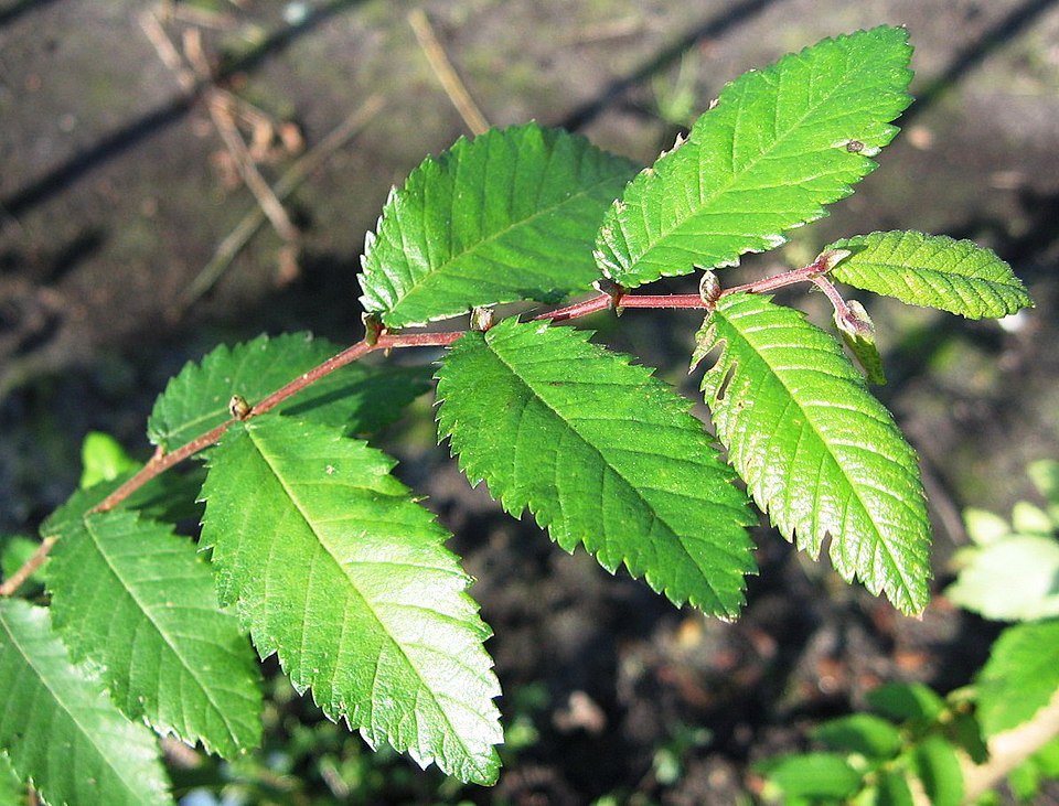 Ulmus alata (Winged Elm) (alternate view 7)