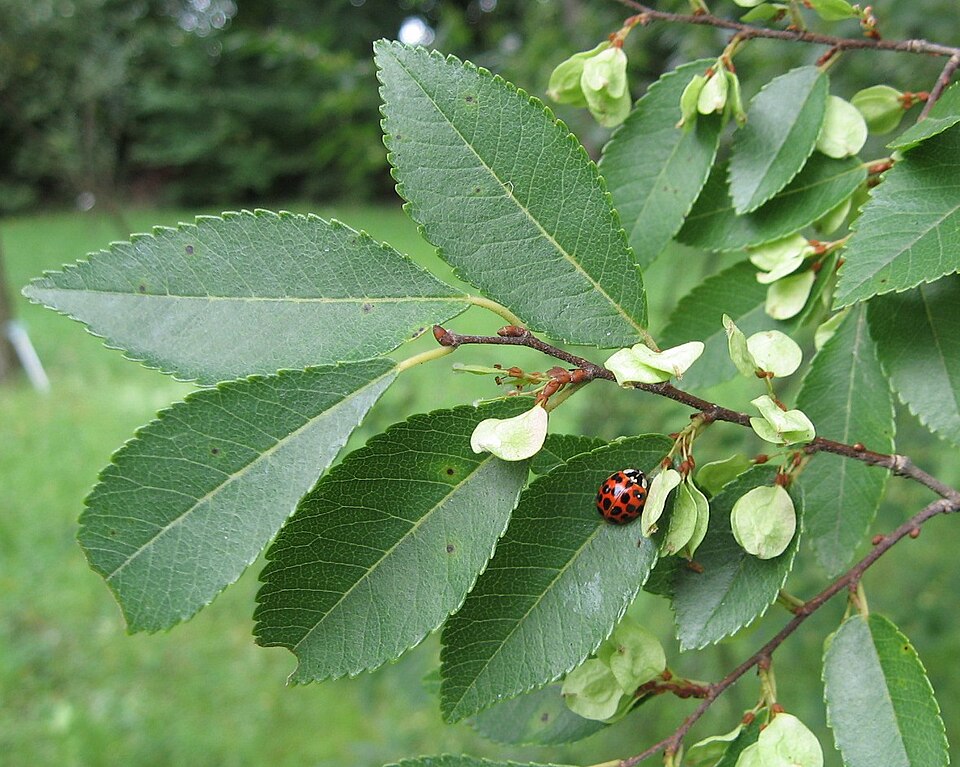 Ulmus parvifolia (Lacebark Chinese Elm Tree) (alternate view 13)