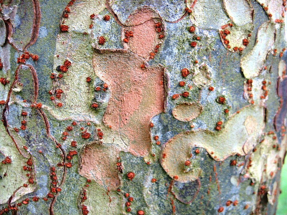 Ulmus parvifolia (Lacebark Chinese Elm Tree) (alternate view 14)