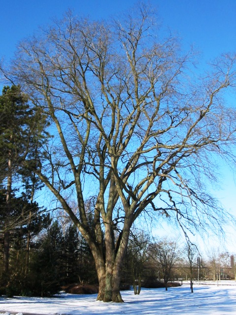 Ulmus glabra, Wych elm — spreading deciduous (Ulmaceae) (image 3 of 8)
