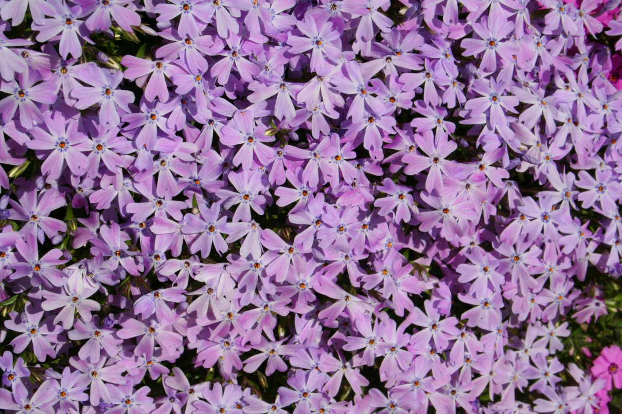 Phlox subulata, Creeping phlox — spreading evergreen (Polemoniaceae) (image 6 of 10)