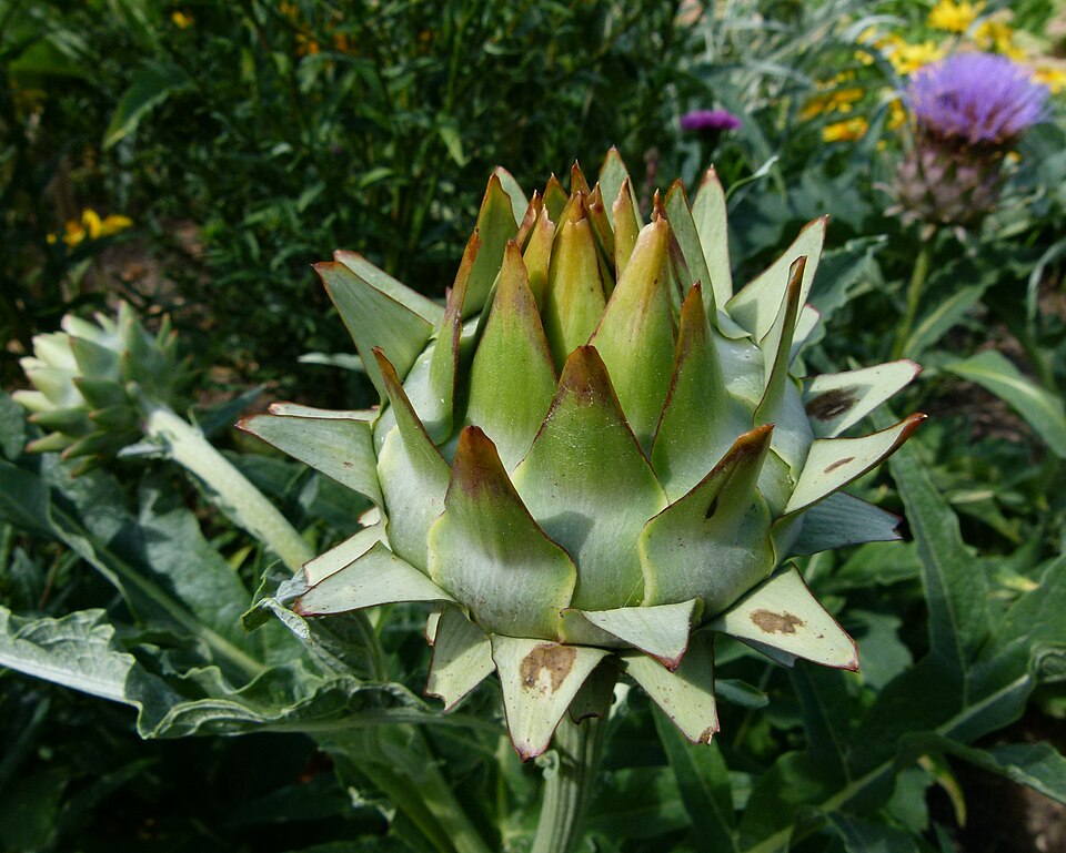 Cynara cardunculus (artichoke, cardoon) (alternate view 8)