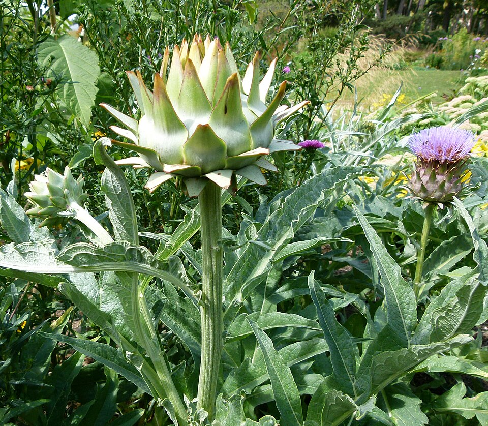 Cynara cardunculus (artichoke, cardoon) (alternate view 9)