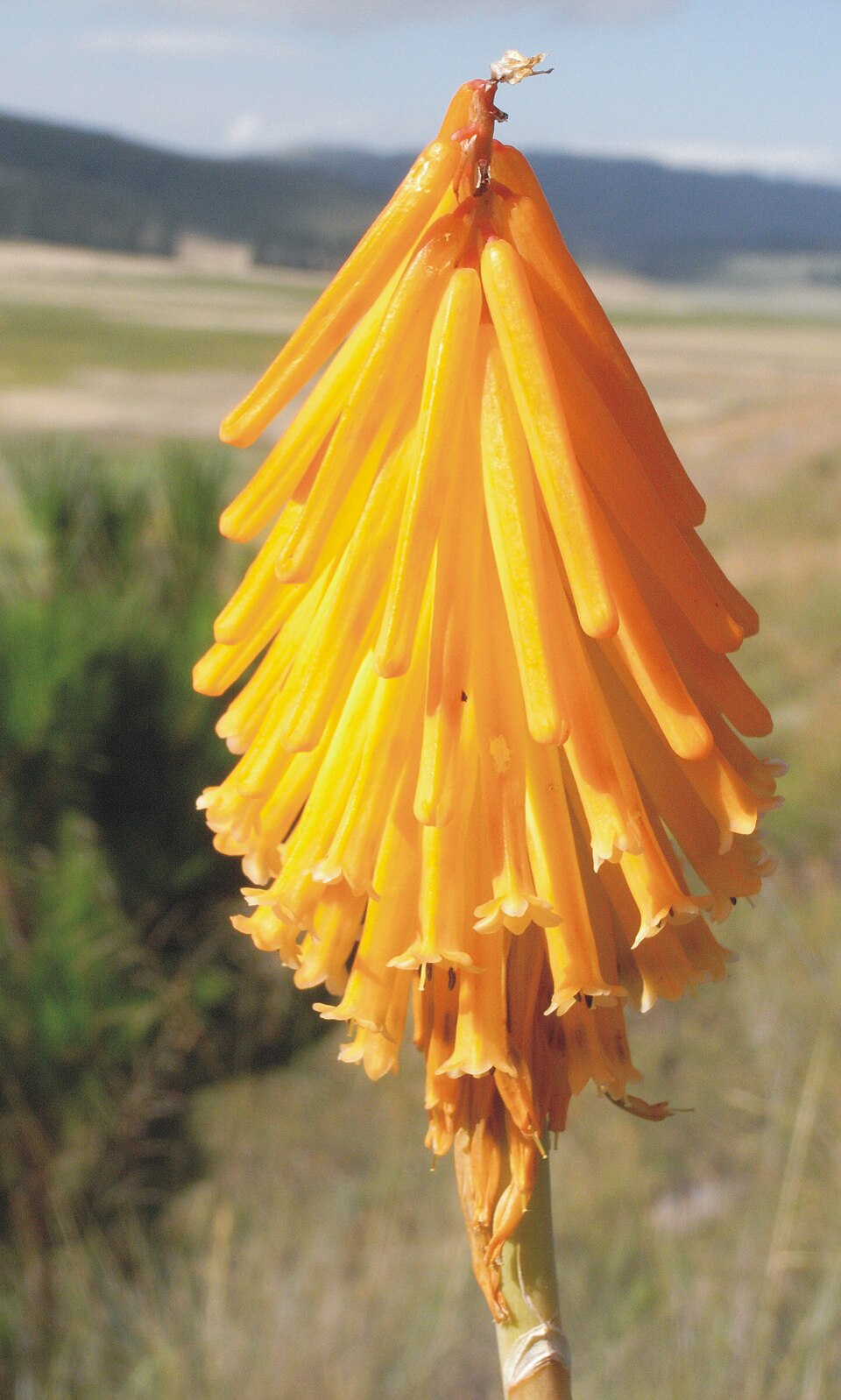 Kniphofia uvaria (Red Hot Poker) (alternate view 8)