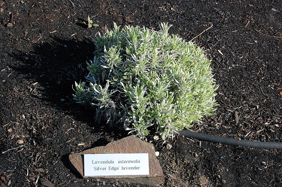 Lavandula × intermedia (Lavandin) (alternate view 2)