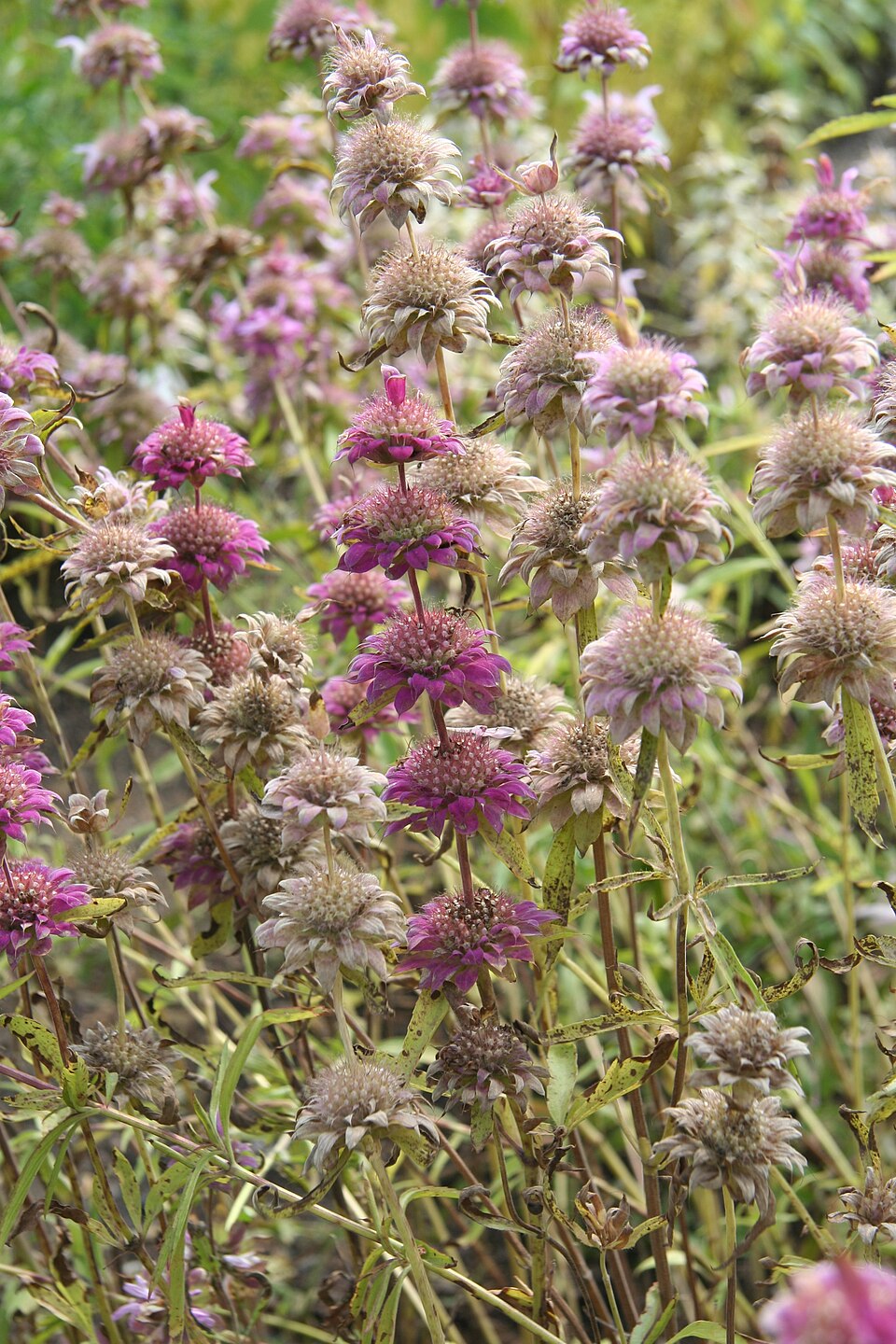 Monarda citriodora (lemon beebalm)