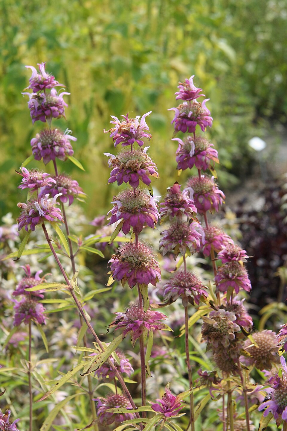 Monarda citriodora (lemon beebalm)