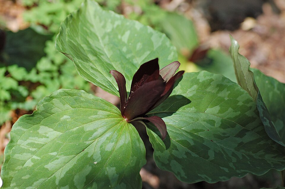 Trillium cuneatum (Little Sweet Betsy) (alternate view 7)