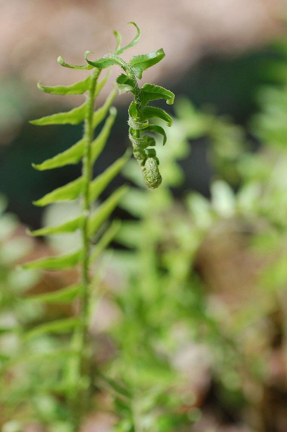 Polystichum acrostichoides (Christmas Fern) (alternate view 7)