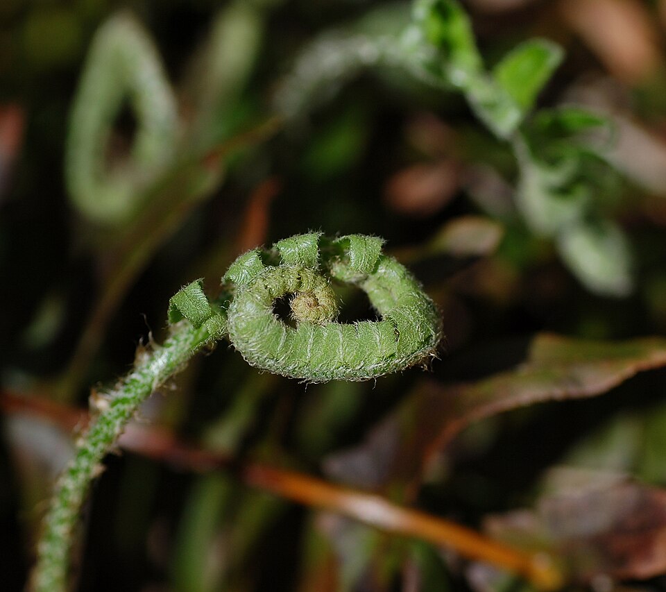 Polystichum acrostichoides (Christmas Fern) (alternate view 8)