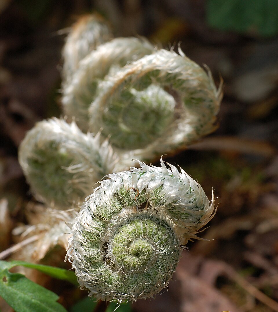 Polystichum acrostichoides (Christmas Fern) (alternate view 9)