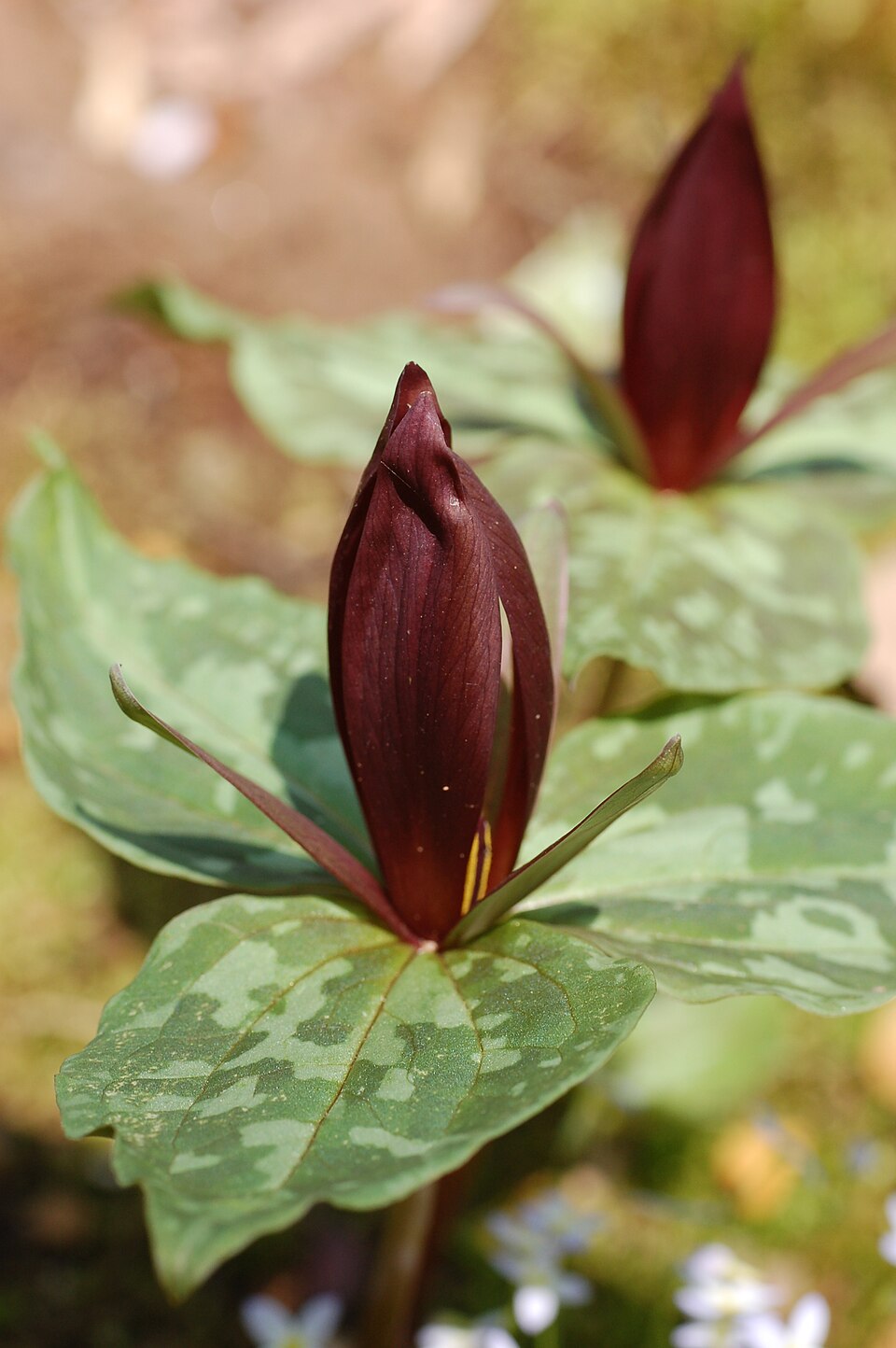 Trillium cuneatum (Little Sweet Betsy) (alternate view 8)