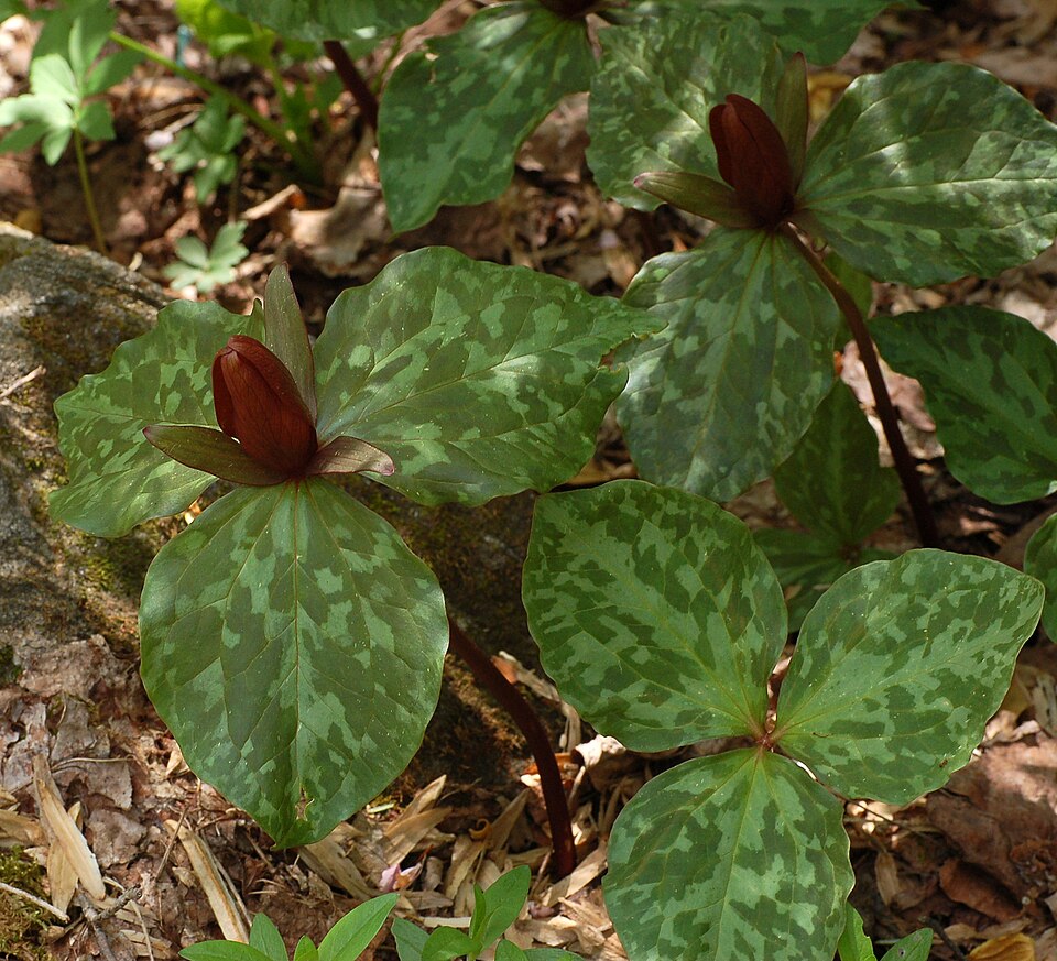 Trillium cuneatum (Little Sweet Betsy) (alternate view 9)