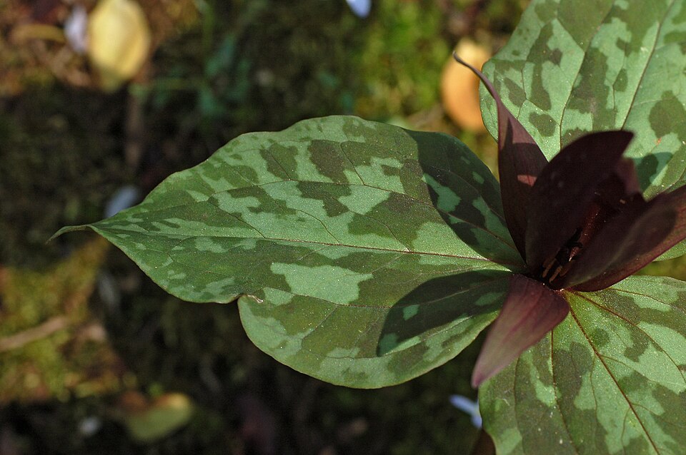 Trillium cuneatum (Little Sweet Betsy) (alternate view 10)