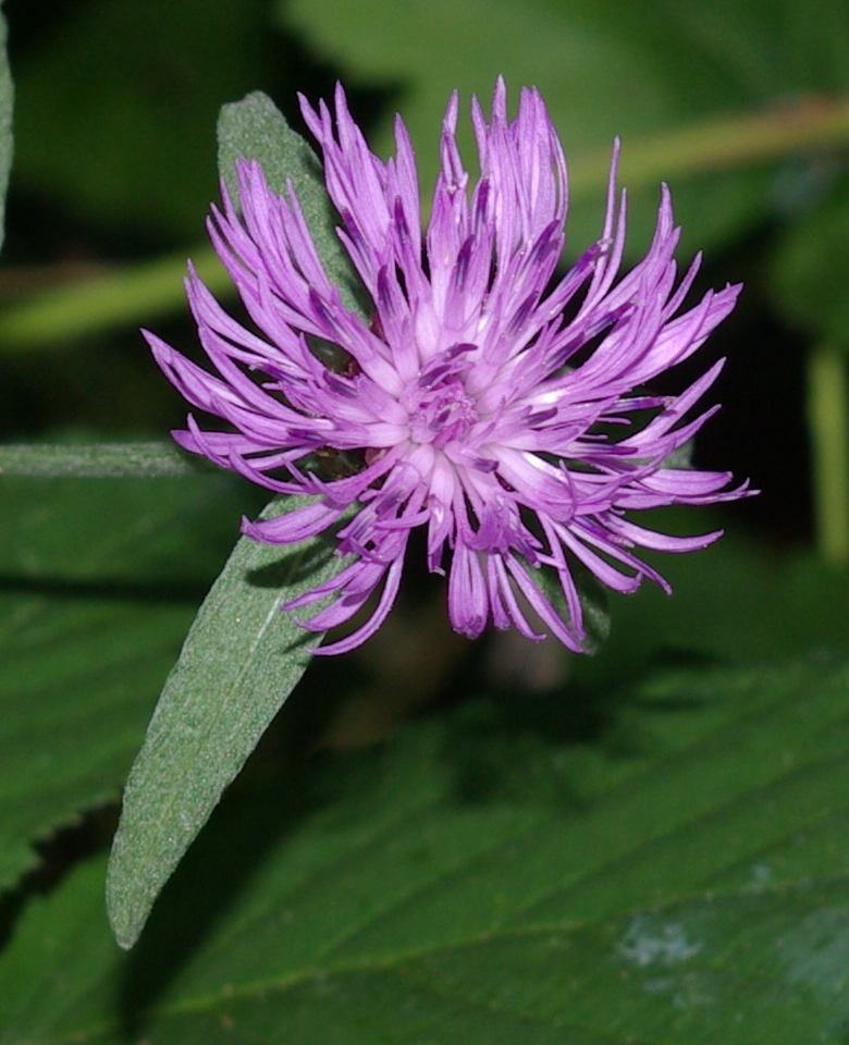Centaurea × moncktonii (Monckton's Knapweed) (alternate view 4)