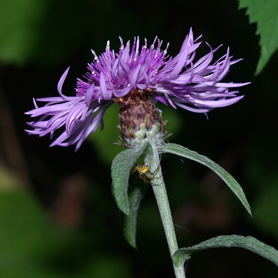 Centaurea × moncktonii (Monckton's Knapweed) (alternate view 5)