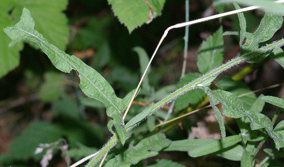 Centaurea × moncktonii (Monckton's Knapweed) (alternate view 6)