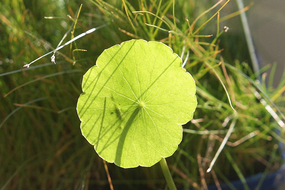 Hydrocotyle vulgaris (Marsh Pennywort)