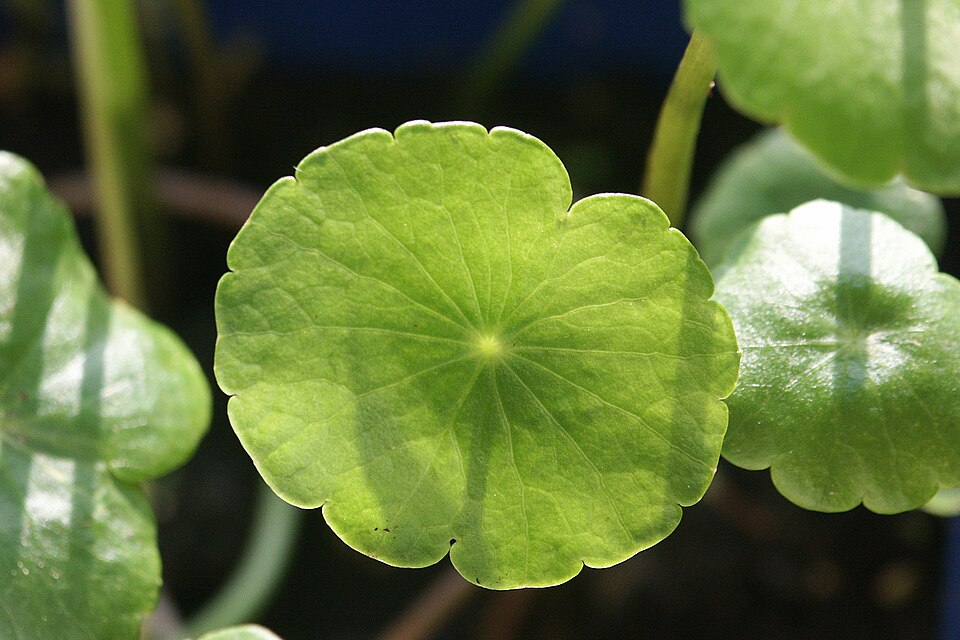 Hydrocotyle vulgaris (Marsh Pennywort)
