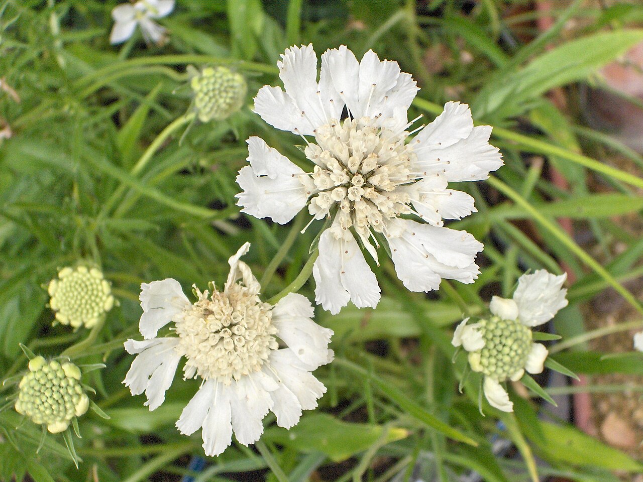 Scabiosa caucasica (pincushion flower)
