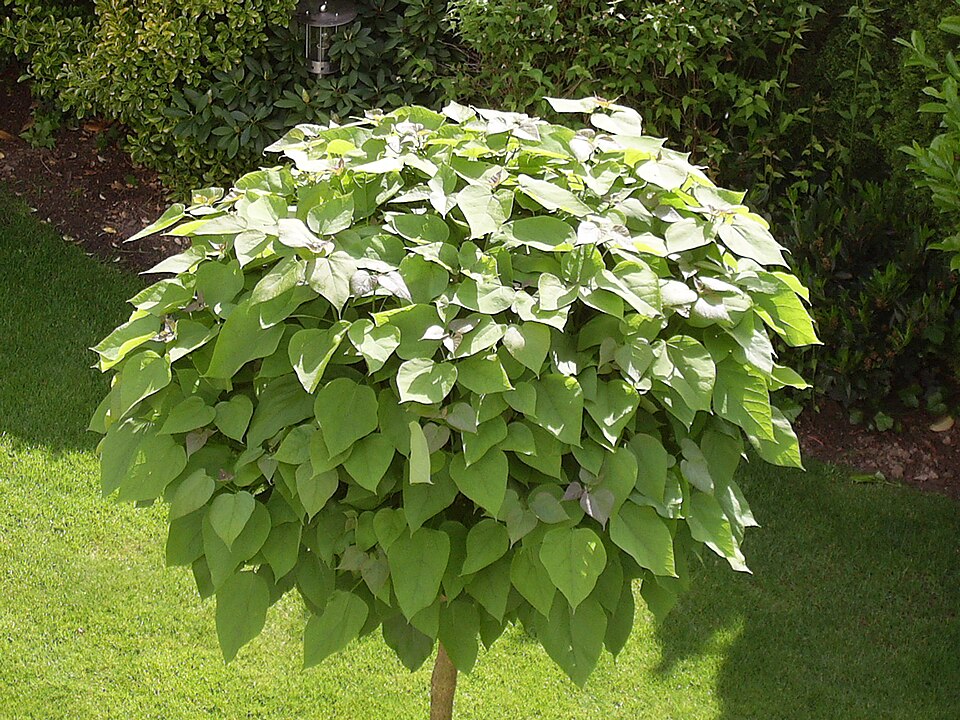 Catalpa bignonioides 'Nana' (Umbrella Catalpa) (alternate view 2)