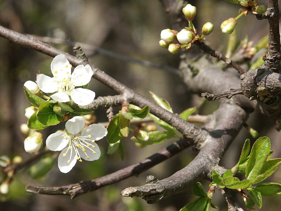 Prunus domestica (European plum) (alternate view 6)